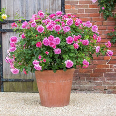 David Austin Roses Princess Alexandra of Kent