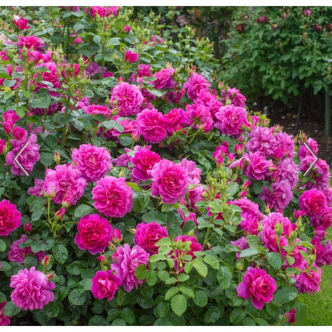 David Austin Roses Princess Anne