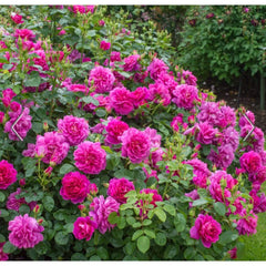David Austin Roses Princess Anne