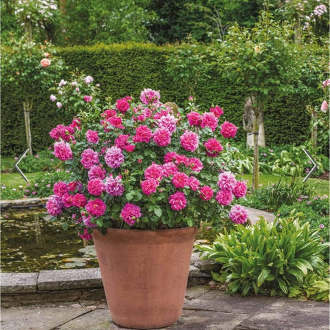 David Austin Roses Princess Anne