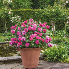 David Austin Roses Princess Anne