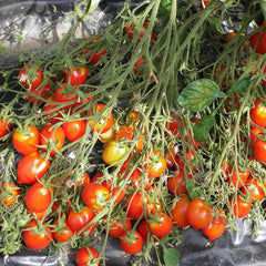 Robinson Seeds Seeds Robinsons Seed Britain's Breakfast Tomato Seed