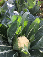 Robinson Seeds Seeds Robinsons Seed Flamenco Cauliflower Seed