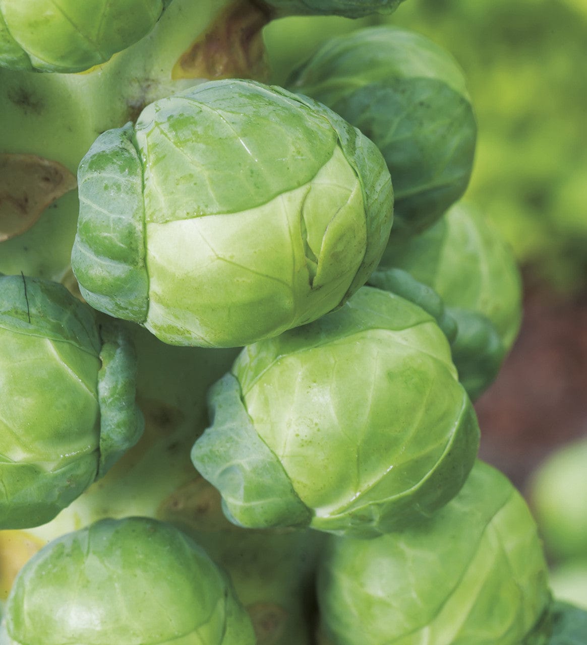 Robinson Seeds Seeds Robinsons Seed Igor F1 Brussel Sprout AGM Seed