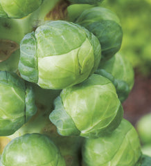 Robinson Seeds Seeds Robinsons Seed Igor F1 Brussel Sprout AGM Seed