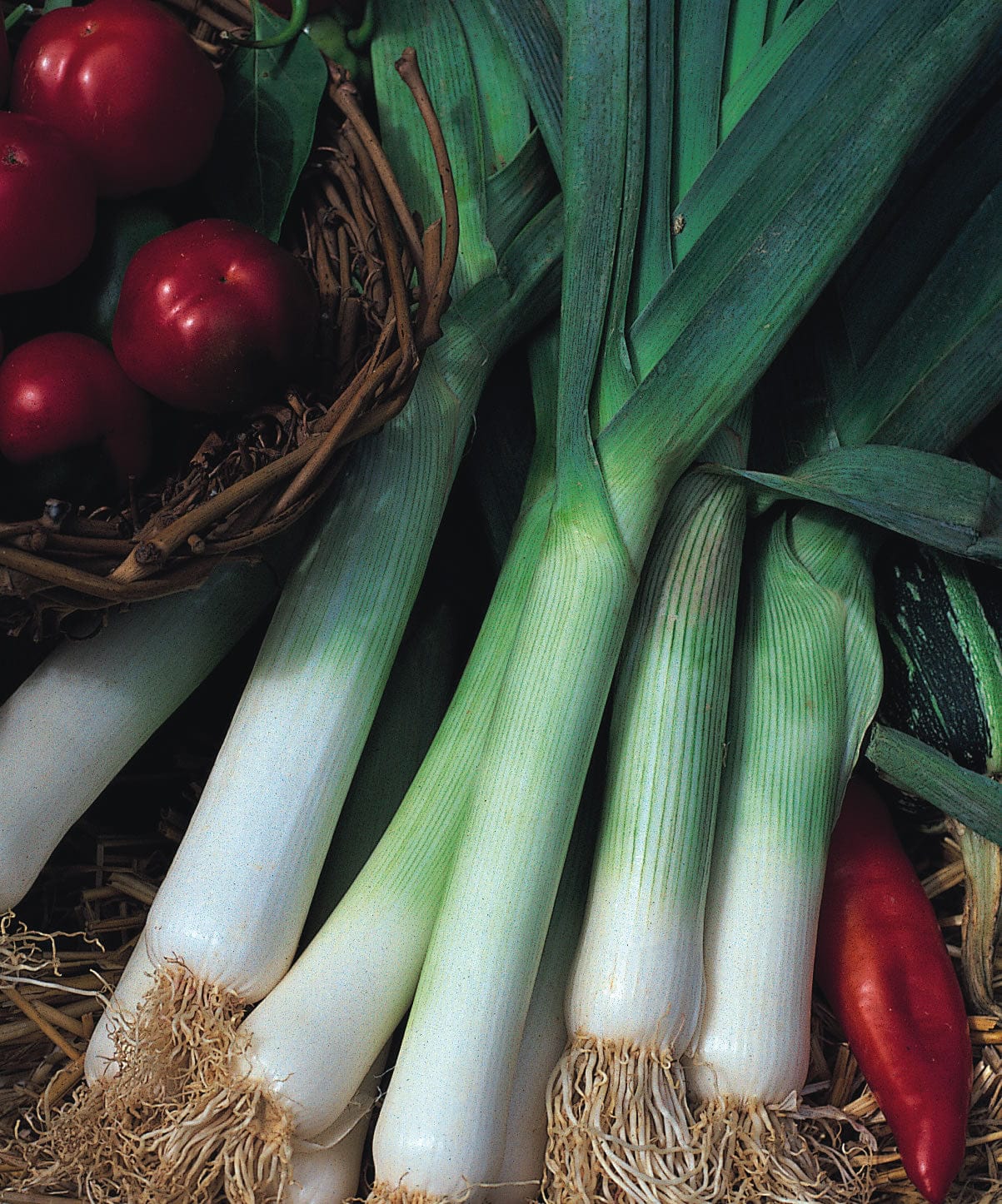 Robinson Seeds Seeds Robinsons Seed Jolant Leek Seeds