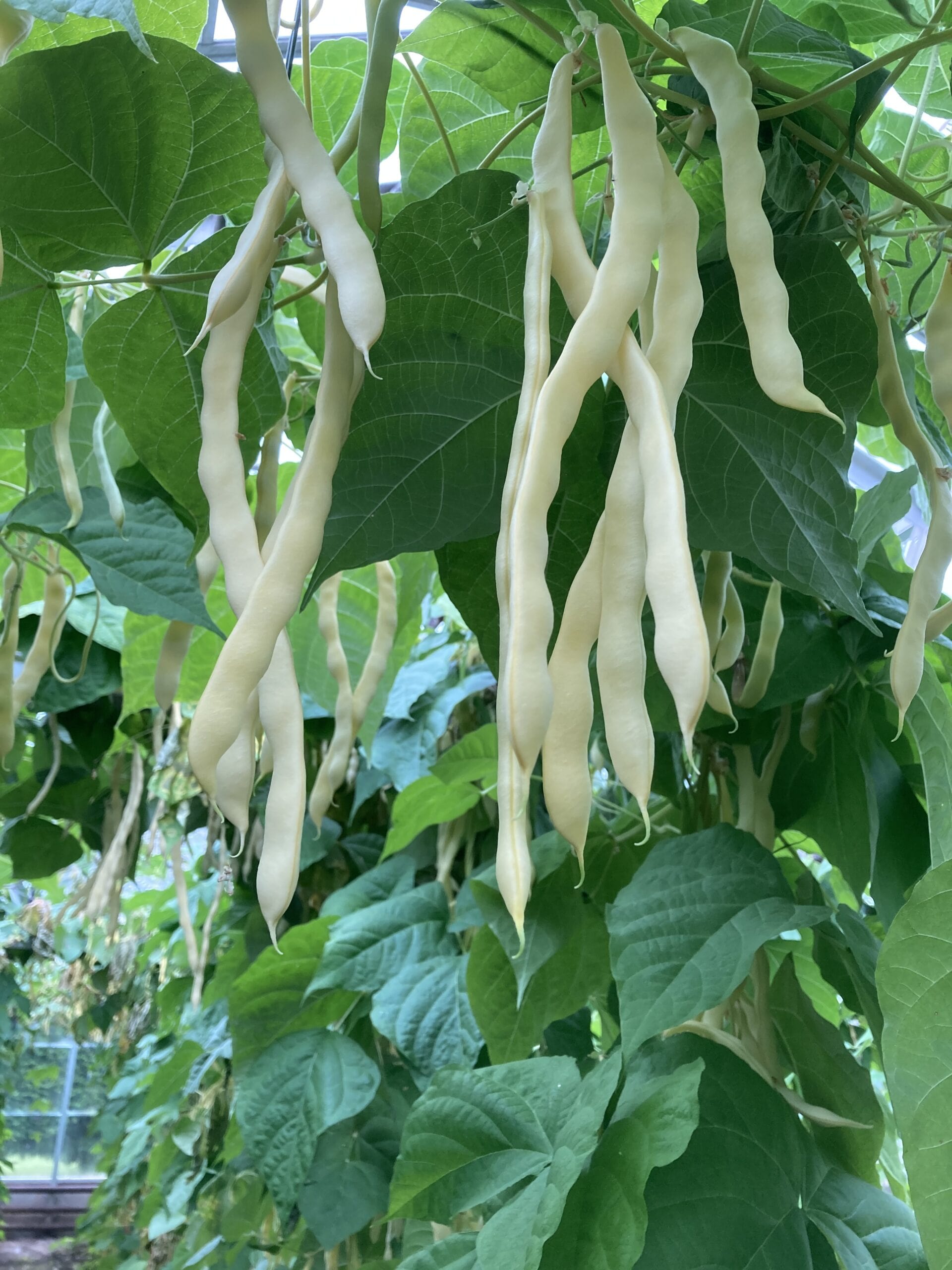 Robinson Seeds Seeds Robinsons Seed Kingston Gold Climbing French Bean Seed