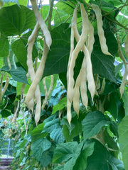 Robinson Seeds Seeds Robinsons Seed Kingston Gold Climbing French Bean Seed