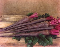Robinson Seeds Seeds Robinsons Seed Mammoth Long Beetroot Seed