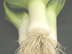 Robinson Seeds Seeds Robinsons Seed Mammoth Pot Leek Seed