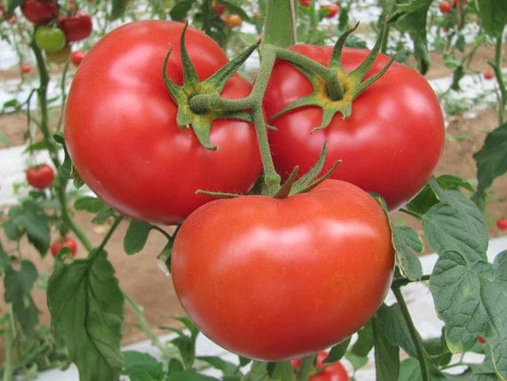 Robinson Seeds Seeds Robinsons Seed Marglobe Beefsteak Tomato Seed