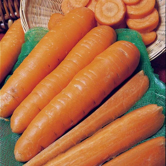 Robinson Seeds Seeds Robinsons Seed Nandor Carrot Seed