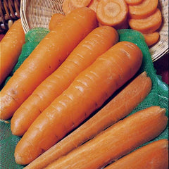 Robinson Seeds Seeds Robinsons Seed Nandor Carrot Seed