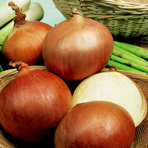 Robinson Seeds Seeds Robinsons Seed Rijnsburger onion Seed