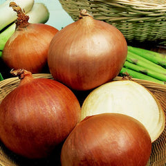 Robinson Seeds Seeds Robinsons Seed Rijnsburger onion Seed
