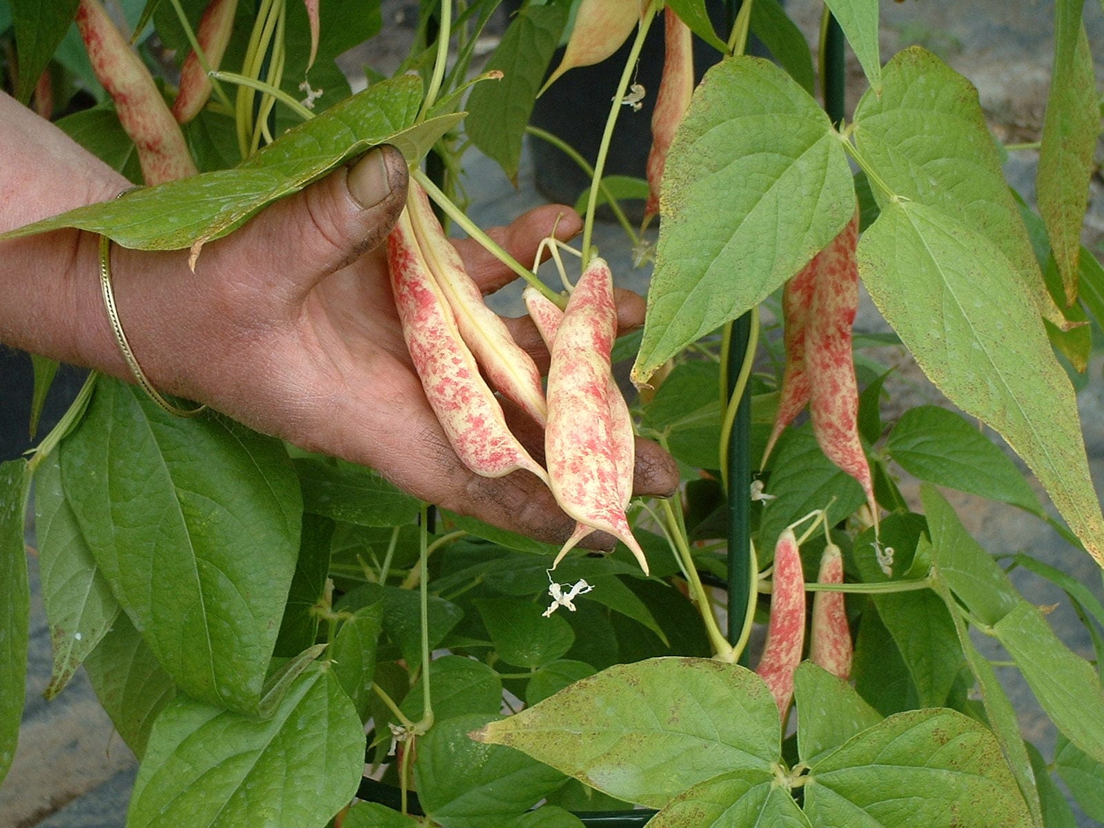 Robinson Seeds Seeds Robinsons Seed Rob Roy Climbing French Bean Seed