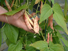 Robinson Seeds Seeds Robinsons Seed Rob Roy Climbing French Bean Seed