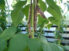 Robinson Seeds Seeds Robinsons Seed Rob Splashed Climbing French Bean Seed