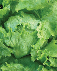 Robinson Seeds Seeds Robinsons Seed Robinson Lettuce AGM Seed