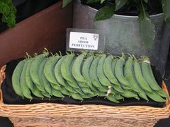 Robinson Seeds Seeds Robinsons Seed Show Perfection Pea Seed