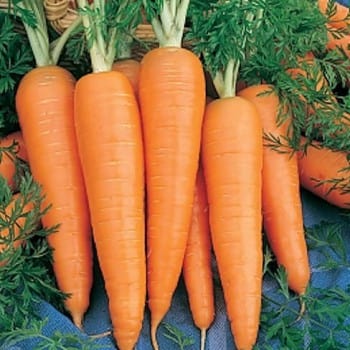 Robinson Seeds Seeds Robinsons Seed St Valery Carrot Seed