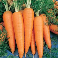 Robinson Seeds Seeds Robinsons Seed St Valery Carrot Seed