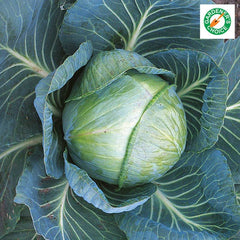 Robinson Seeds Seeds Robinsons Seed Stonehead F1 Cabbage Seed