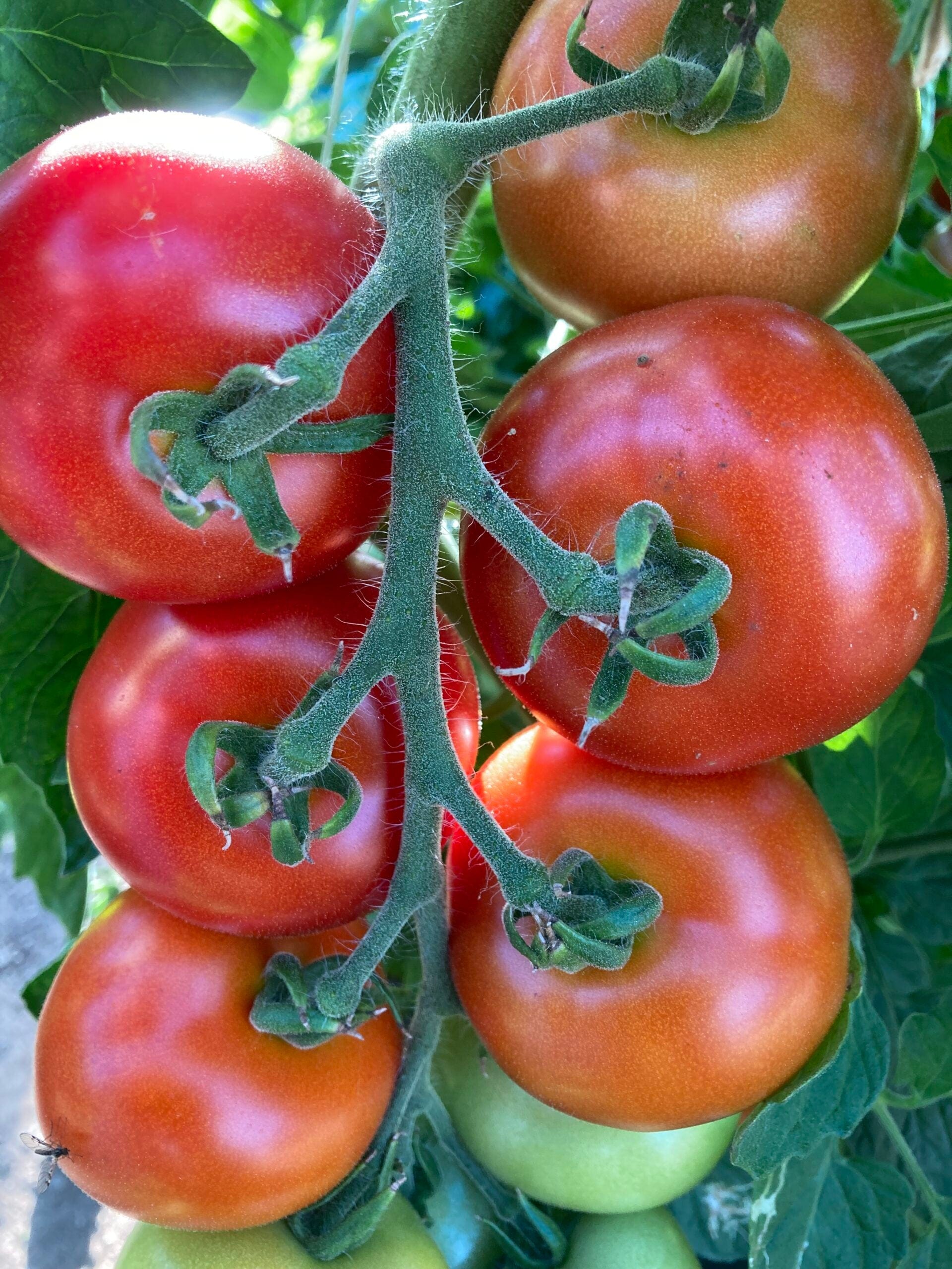 Robinson Seeds Seeds Robinsons Seed Stonor Tomato Seed