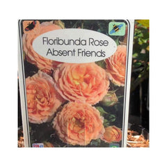Trowell Garden Centre Roses Rose Bushes