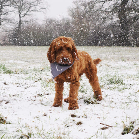 Rosewood Dog Bandanas Rosewood Wolf & Tiger Antler Hygge Dog Bandana