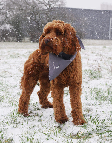 Rosewood Dog Bandanas Rosewood Wolf & Tiger Antler Hygge Dog Bandana
