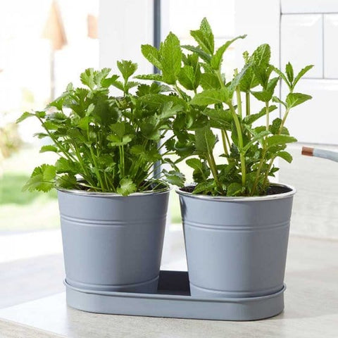 Smart Garden Pots & Planters Smart Garden 1 Litre Herb Pots - Slate