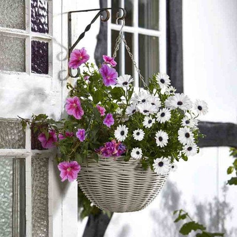 Smart Garden Hanging Baskets Smart Garden 14in Seashell Faux Rattan Hanging Basket
