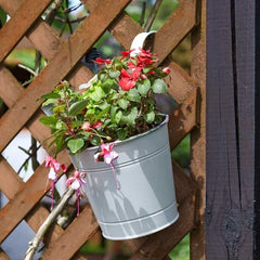 Smart Garden Pots & Planters Smart Garden 6 inch Fence & Balcony Hanging Pot, various colours