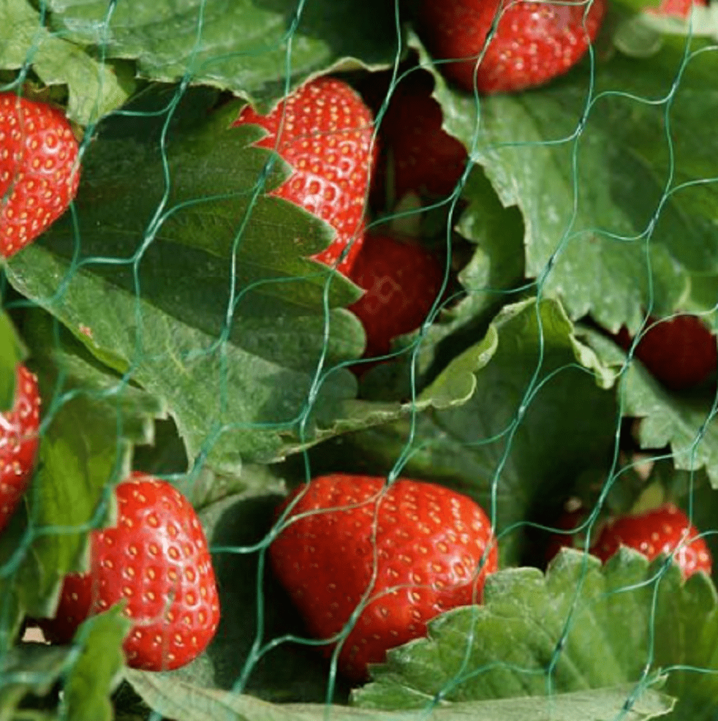Smart Garden Netting Smart Garden Garden Netting 15mm 2m x 10m