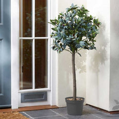 Trowell Garden Centre Smart Garden Olive Tree