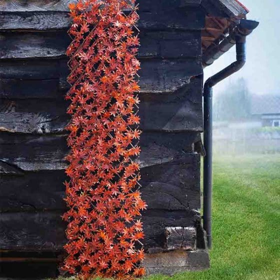 Smart Garden Topiary Trellis 180 x 90cm Smart Garden Red Acer Leaf 2 different sizes
