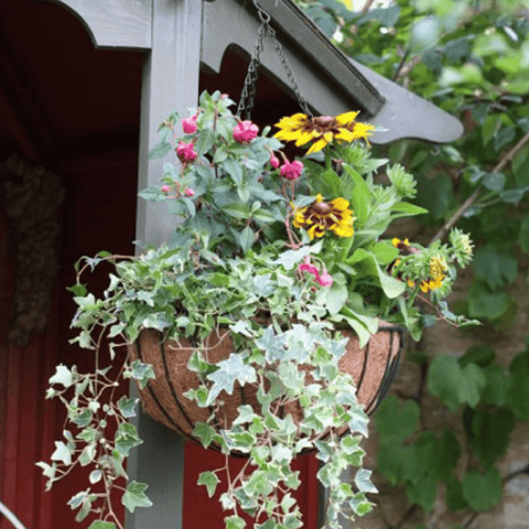 Smart Garden Hanging Baskets Smart Garden Smart Hanging Basket 12in