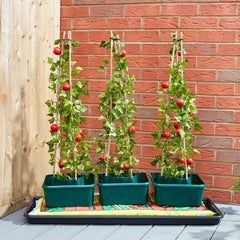 Smart Garden Grow Box Smart Garden Tomato Gro-Box - Triple pack