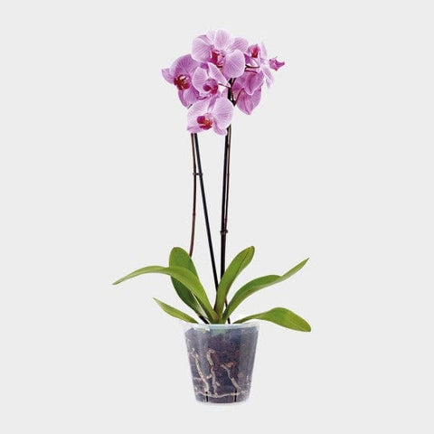 Stewart Garden Pots & Planters Stewarts Clear pots