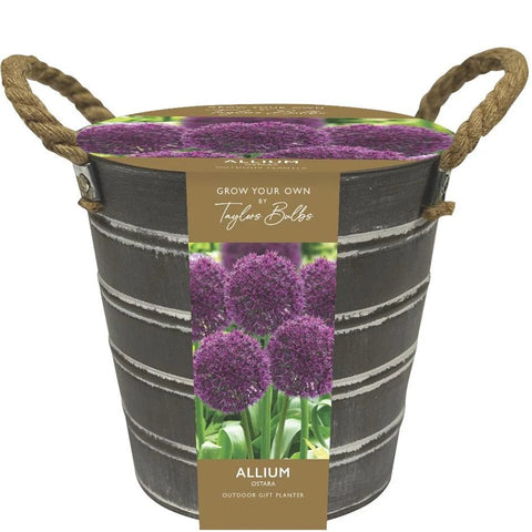 Taylors Flower Bulbs Taylors Bulbs Allium Bucket