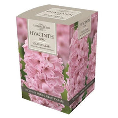 Taylors Flower Bulbs Taylors Bulbs Hyacinth Glass Carafe Box, 3 Available Colours