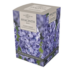 Taylors Flower Bulbs Taylors Bulbs Hyacinth Glass Carafe Box, 3 Available Colours