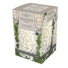 Taylors Flower Bulbs Taylors Bulbs Hyacinth Glass Carafe Box, 3 Available Colours