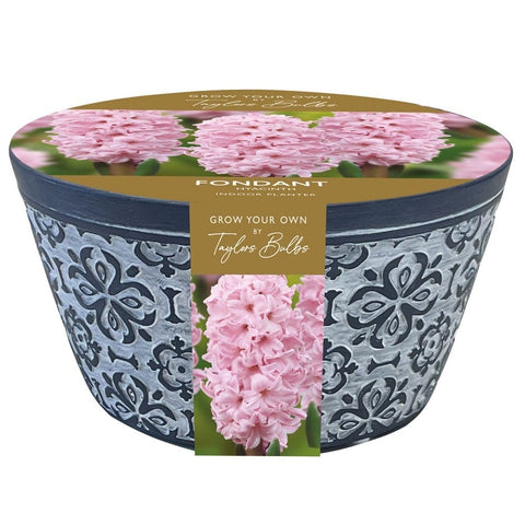 Taylors Taylors Planters Taylors Bulbs Indoor Terracotta Hyacinth Bowl Gift Set