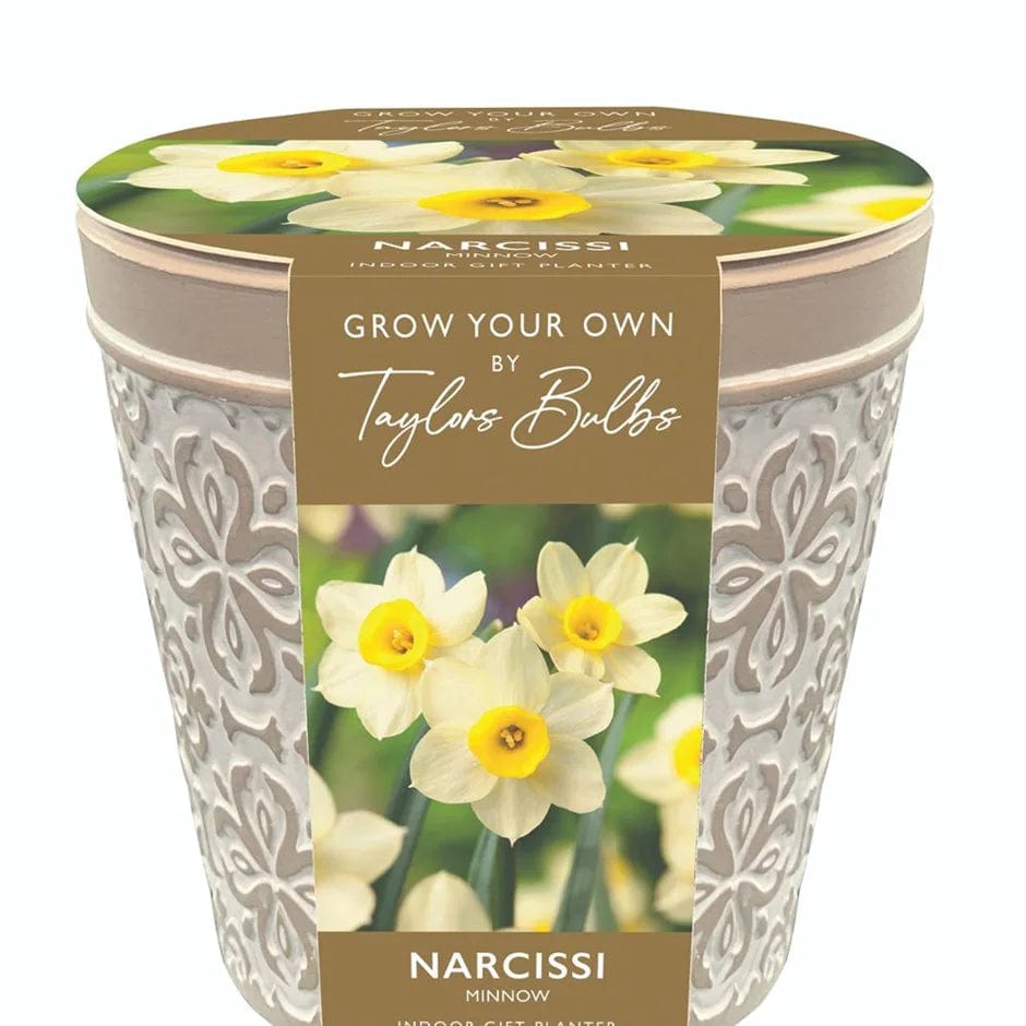 Taylors Flower Bulbs Taylors Bulbs Minnow Terracotta Pot