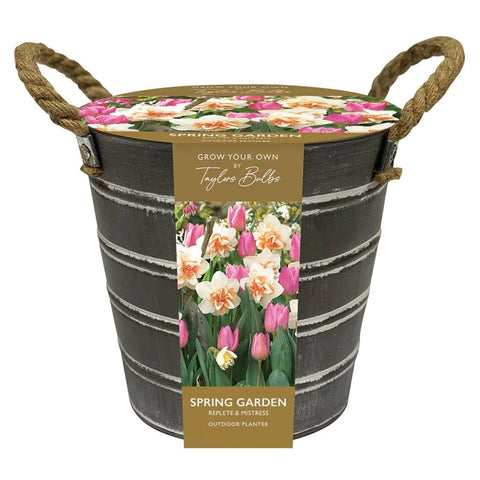 Taylors Flower Bulbs Taylors Bulbs Narcissi and Tulip Bucket