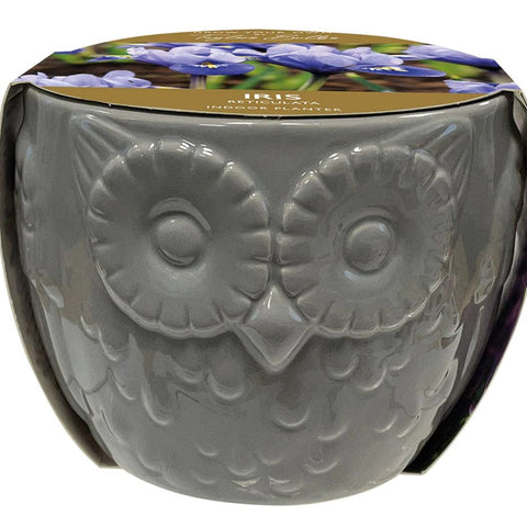 Taylors Flower Bulbs Taylors Bulbs Novelty Owl Planter