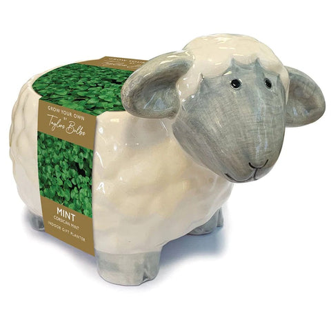 Taylors Flower Bulbs Taylors Bulbs Novelty Sheep Planter
