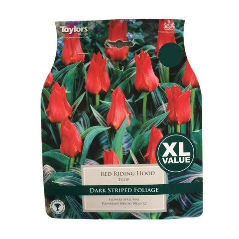 Taylors Flower Bulbs Taylors Bulbs Tulip Red Riding Hood 70 pack